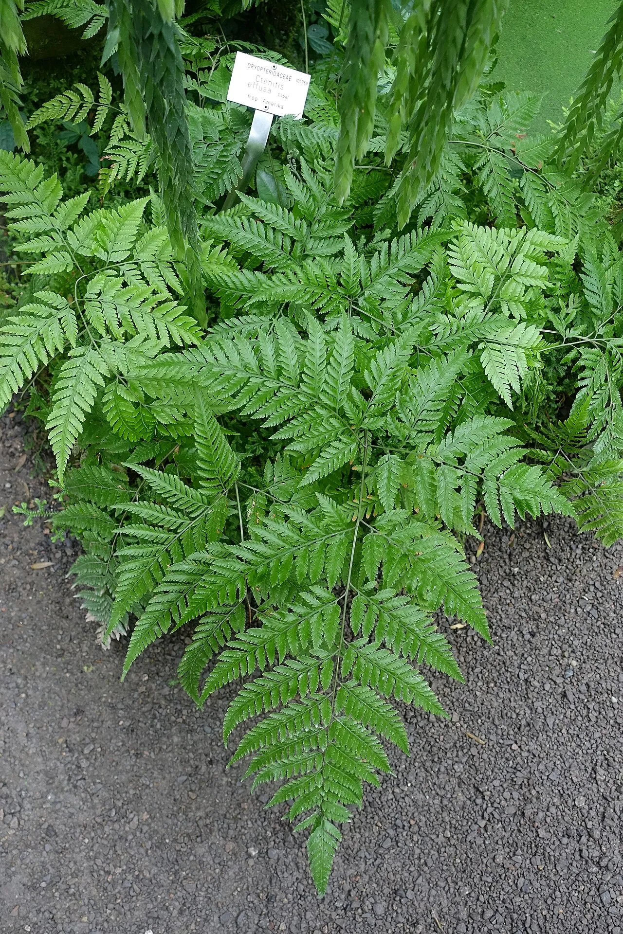 False Shieldfern — photo by Daderot