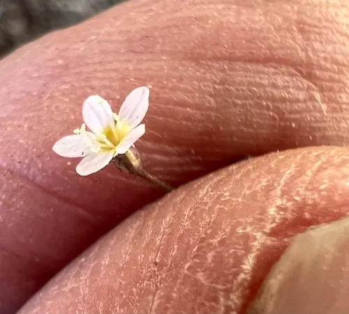 Delicate Gilia — photo by Steve Matson