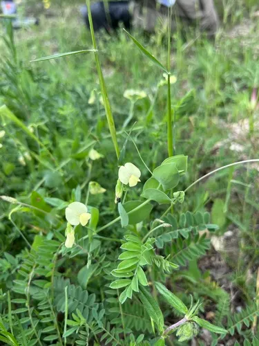 Yellow Pea — photo by Наталья Пикалова