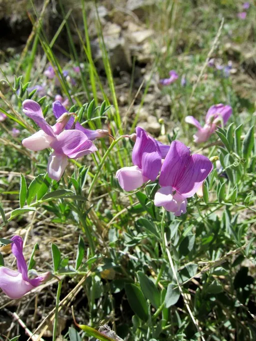Bonneville Pea