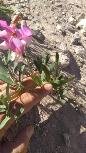 Bush Vetchling