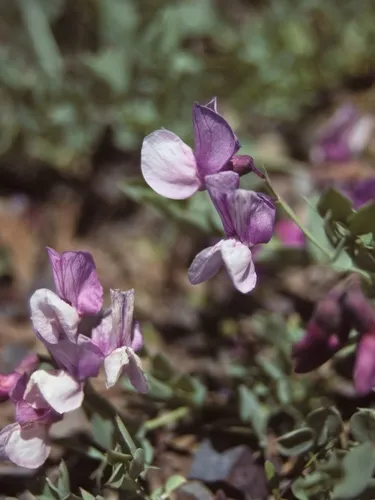 Grimes' Pea — photo by Jim Morefield