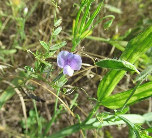 Caley Pea — photo by Linda Jo Conn