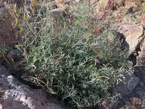 Bullfrog Mountain Pea