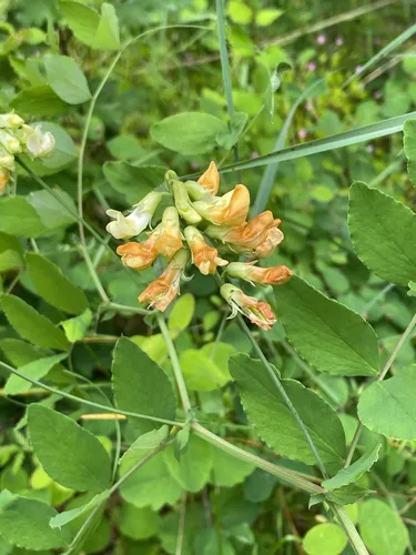 Thinleaf Pea — photo by pidg1n