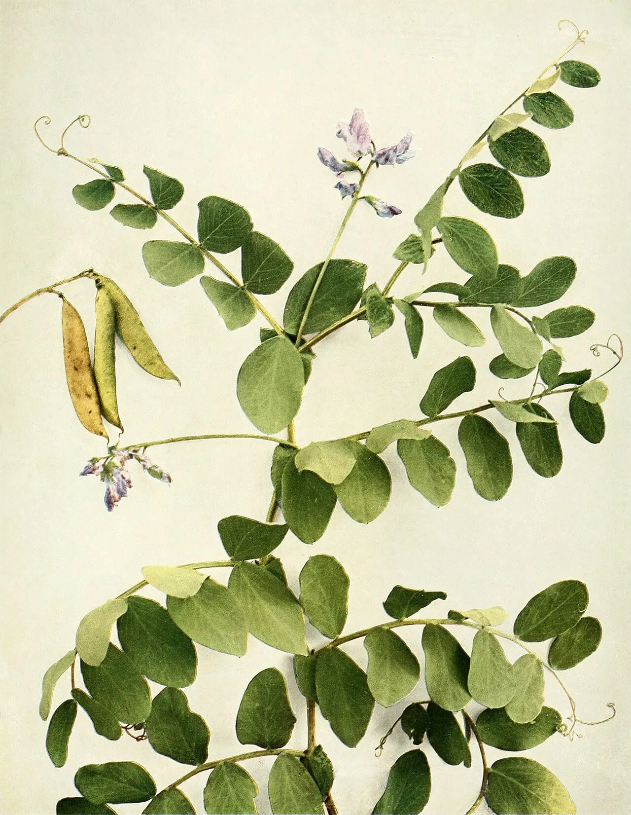 Beach Pea (var. maritimus) — photo by Homer D. House, New York State Botanist. Walter B. Starr of the Matthews-Nort…