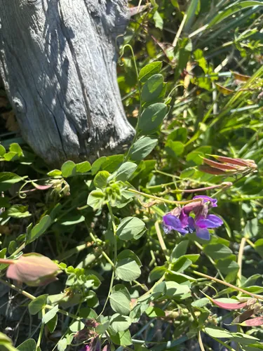 Beach Pea