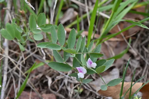 Aspen Pea