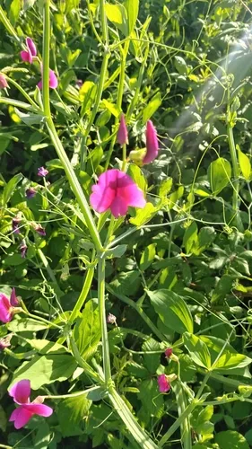 Perennial Pea — photo by Elizabete Marchante