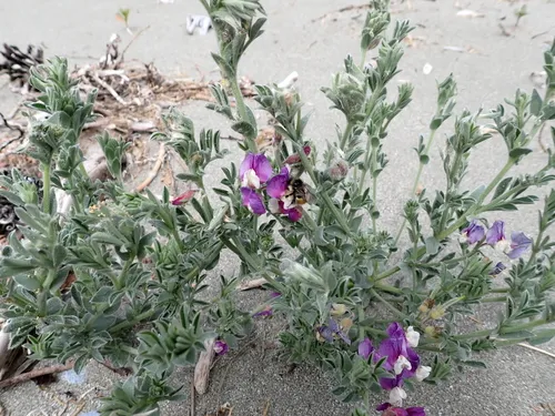 Silky Beach Pea — photo by Rachel Ling