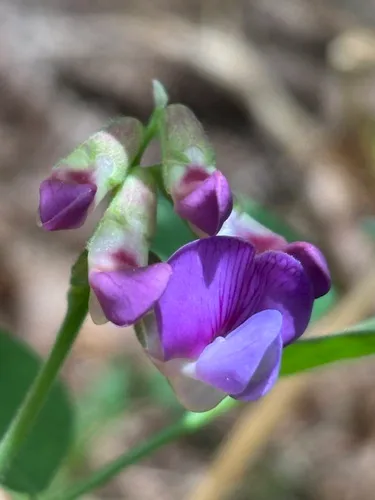 Sierra Pea — photo by Damon Tighe