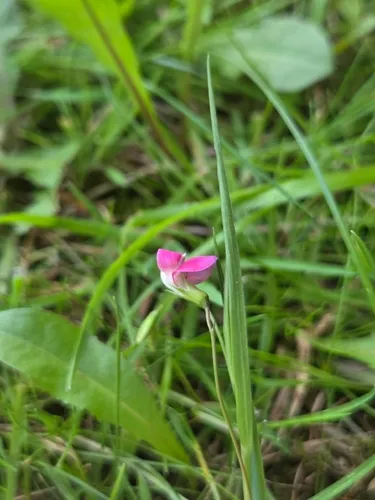 Grass Pea — photo by druairi