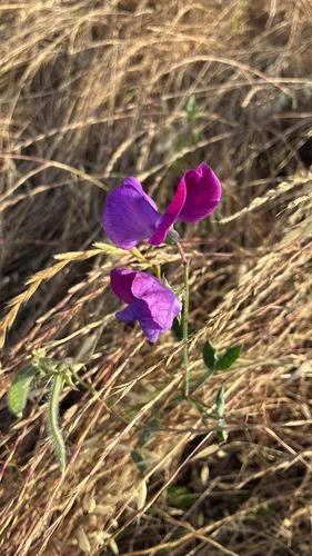 Sweetpea — photo by alc1974