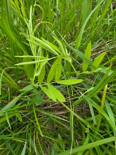Marsh Pea