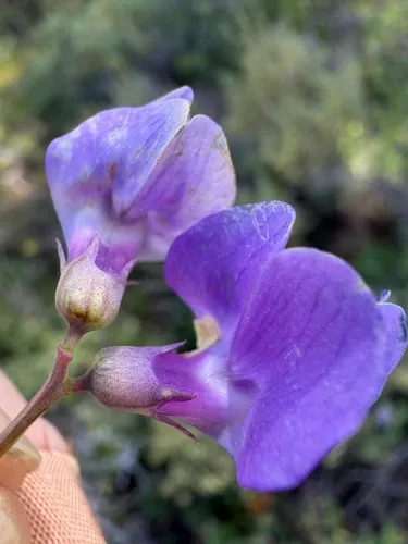 Fewflower Pea — photo by James H. Thomas