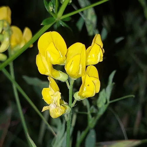 Meadow Pea — photo by Danilo Lüdke