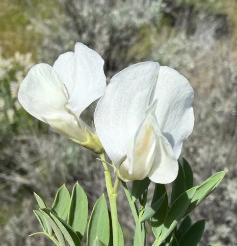 Stiff Pea — photo by James H. Thomas