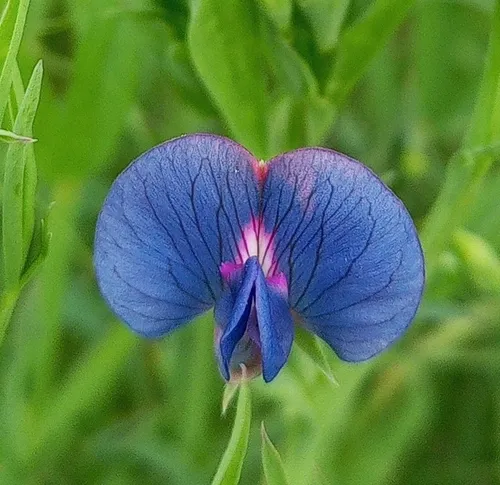 White Pea — photo by Muhammad Shahed Raiyan