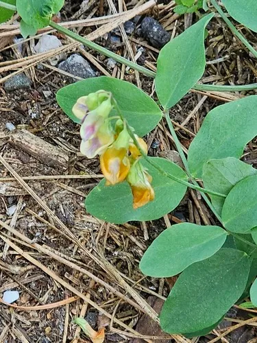 Snub Pea — photo by Diane Rose