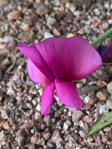 Tangier Pea — photo by David Pereira