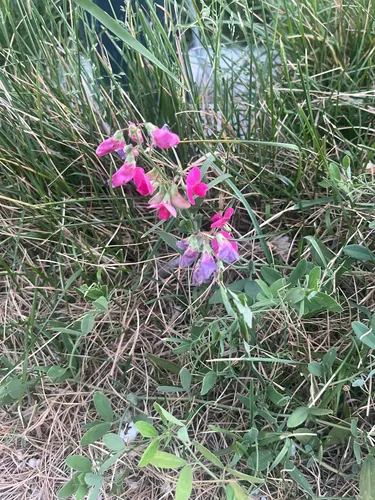 Tuberous Sweetpea — photo by Nina Križáková
