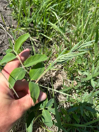 Veiny Pea