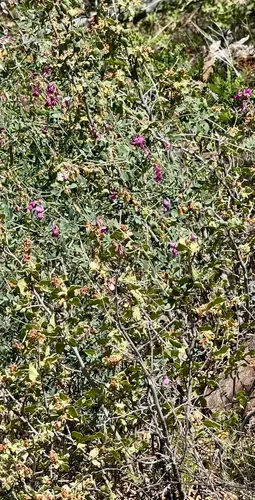 Pacific Pea — photo by Alison Kreager