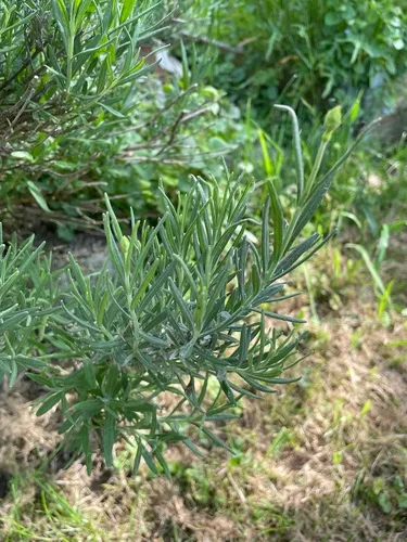 English Lavender — photo by fischfreund