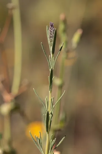 French Lavender
