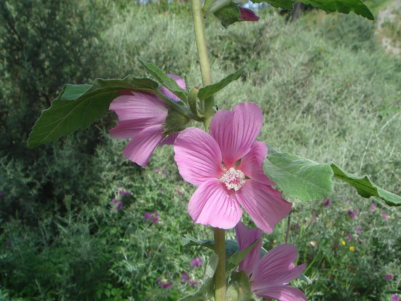 Tree Lavatera