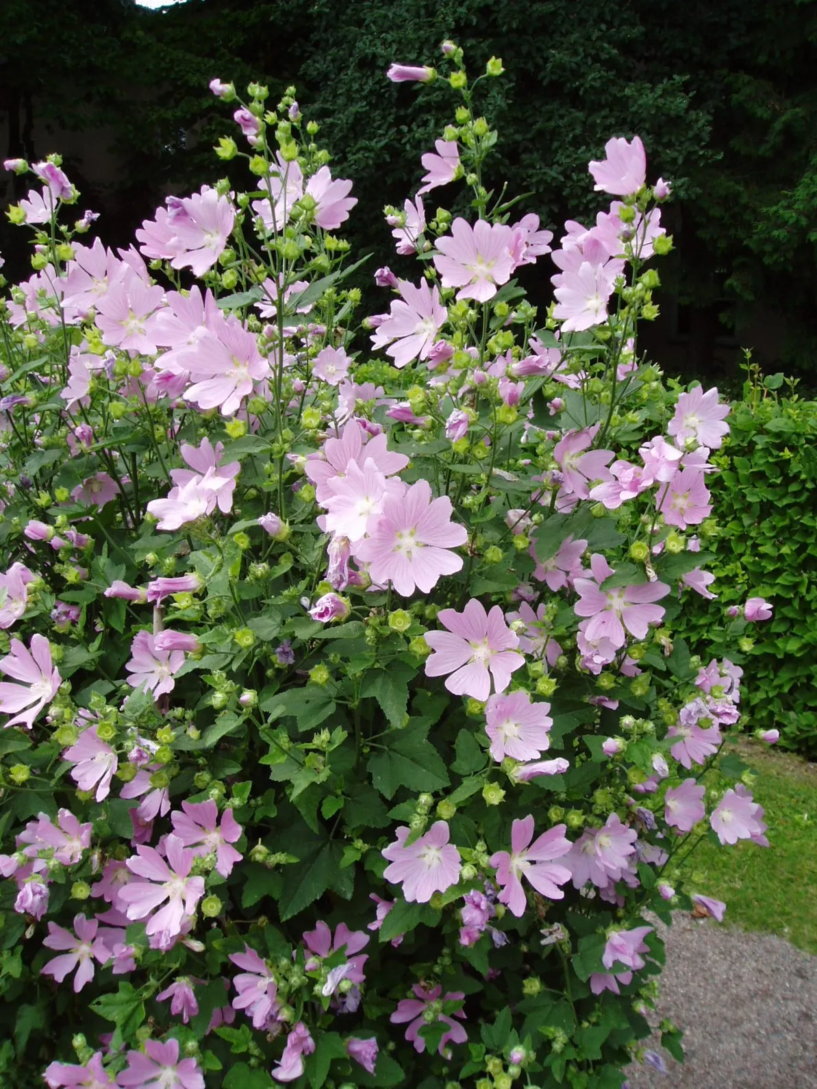 Tree Lavatera — photo by Udo Schröter