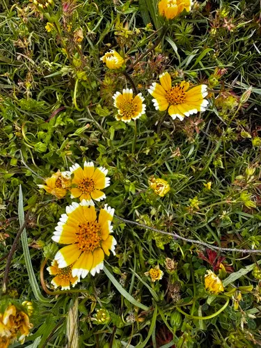 Smooth Tidytips — photo by Sarah Reid