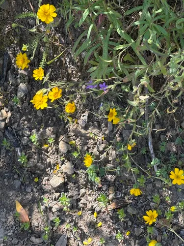 Woodland Tidytips — photo by jwagner1960