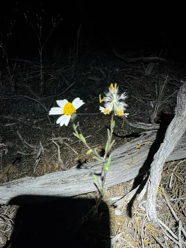 Whitedaisy Tidytips — photo by Carlos A. Armenta