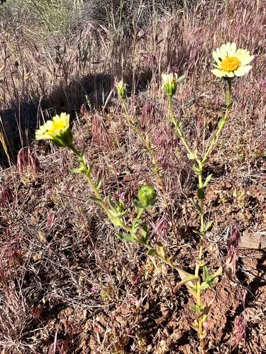 Paleyellow Tidytips — photo by Leah Gardner