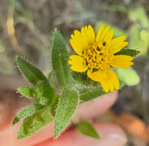 Tall Tidytips — photo by Sue Lindner