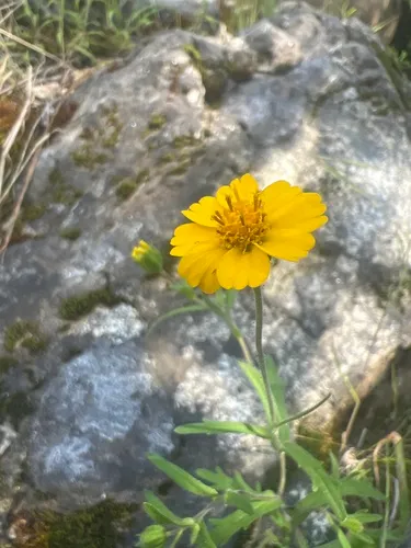 Sierra Tidytips — photo by Susan Fawcett