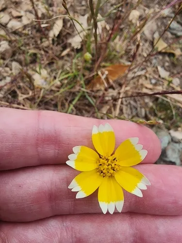 Coastal Tidytips