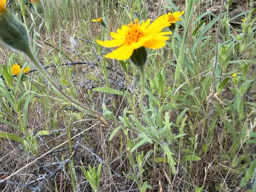 Colusa Tidytips
