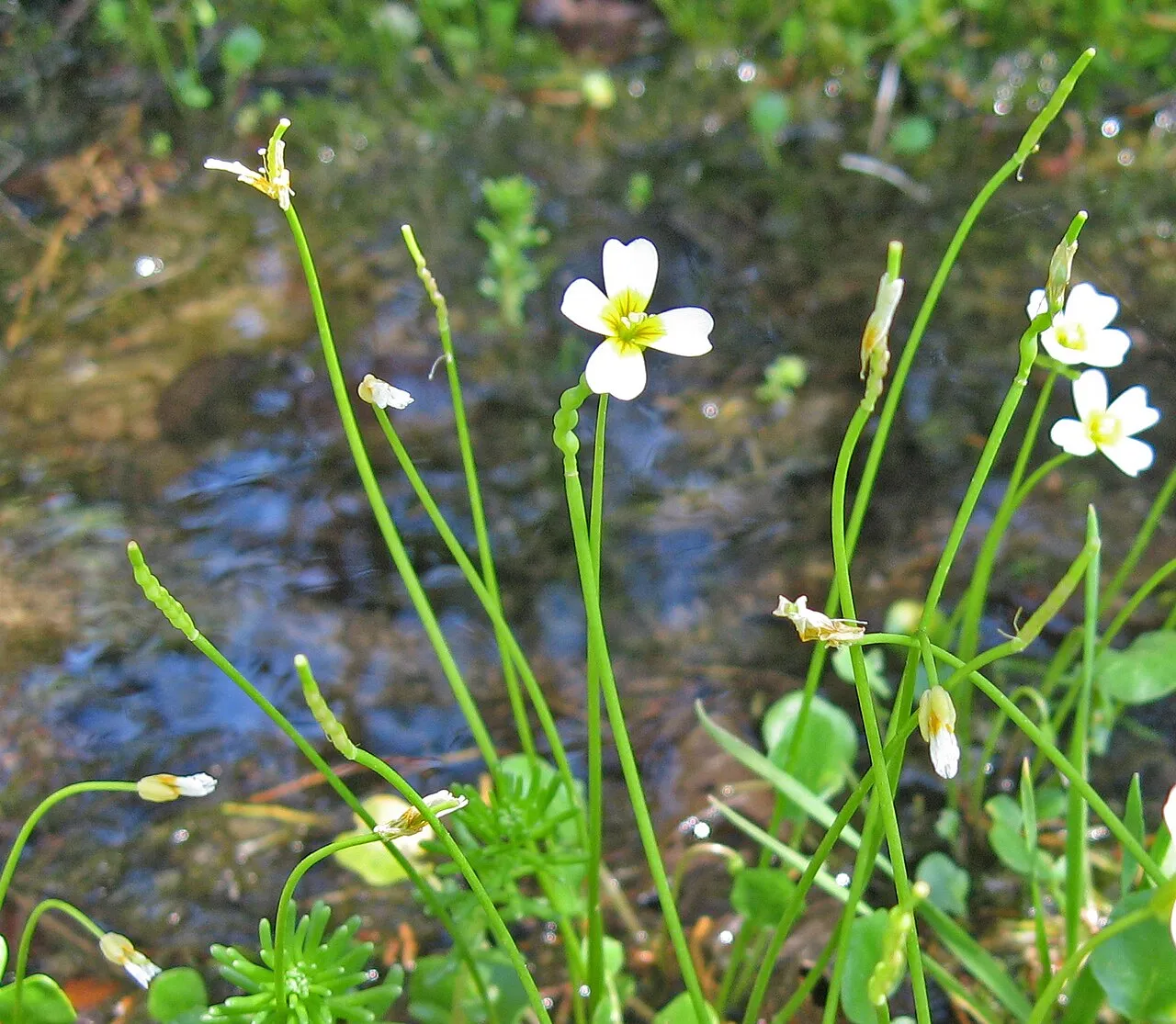 Necklace Gladecress