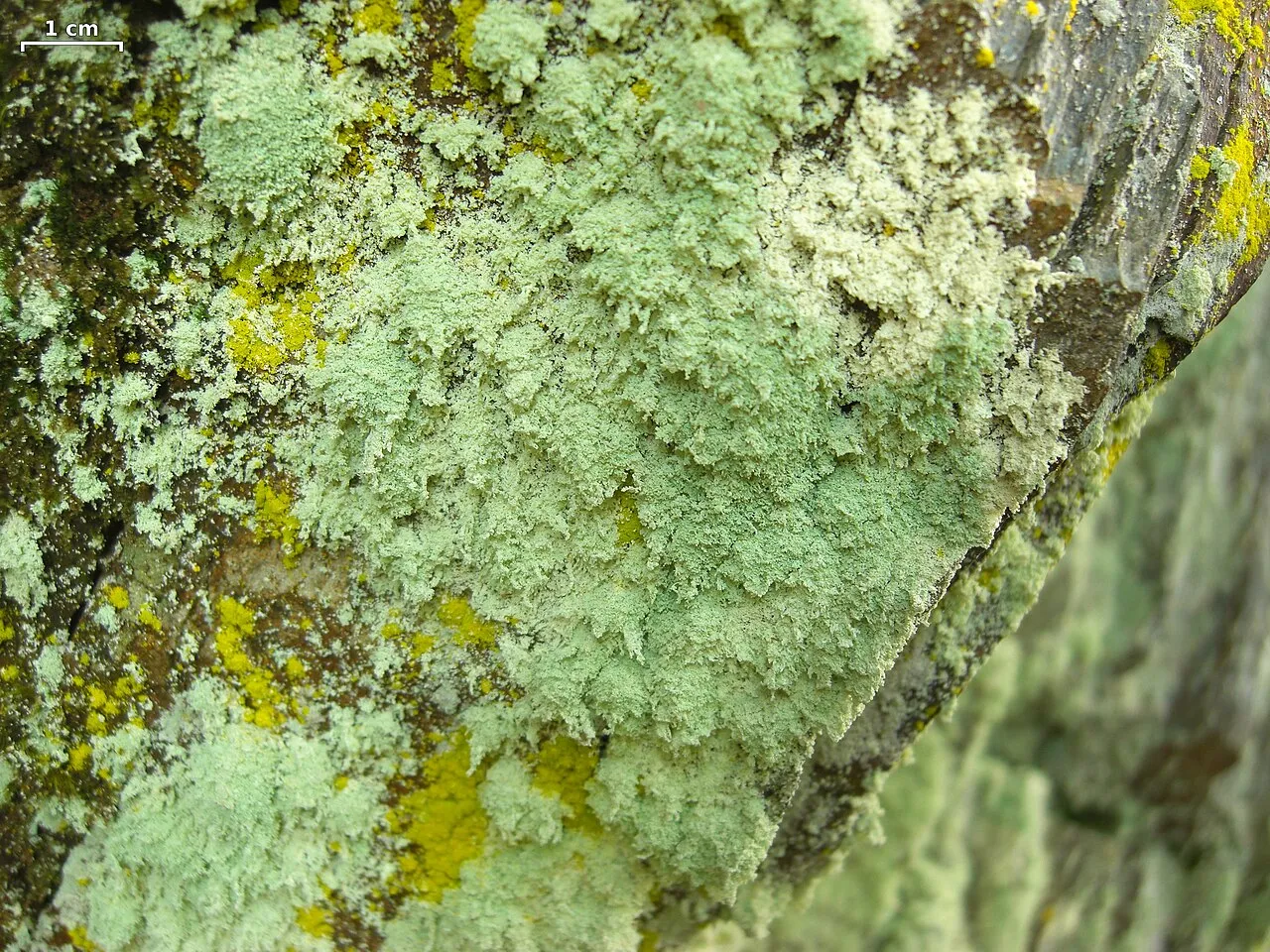 Anakeesta Rim Lichen — photo by This image was created by user Jason Hollinger (jason) at Mushroom Observer ,…
