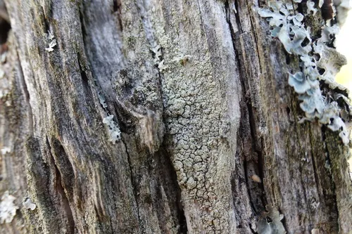 Rim Lichen