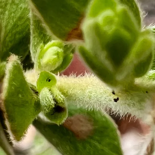 Nodding Pinweed — photo by glassnblr