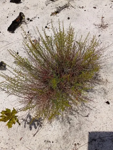 Deckert's Pinweed