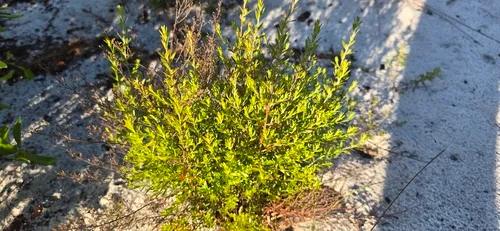 Drysand Pinweed