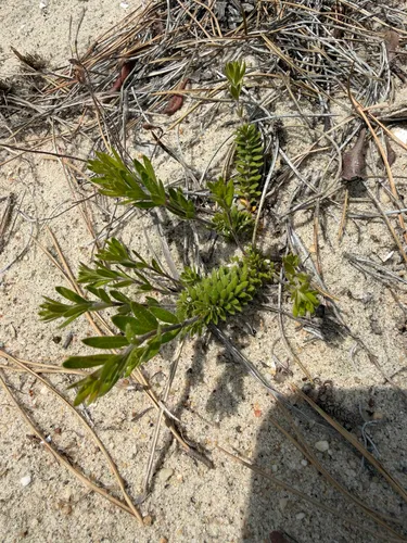 Beach Pinweed