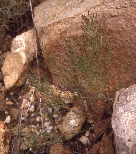 Chisos Mountain Pinweed