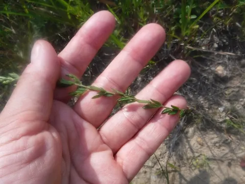 Thymeleaf Pinweed — photo by jsep1