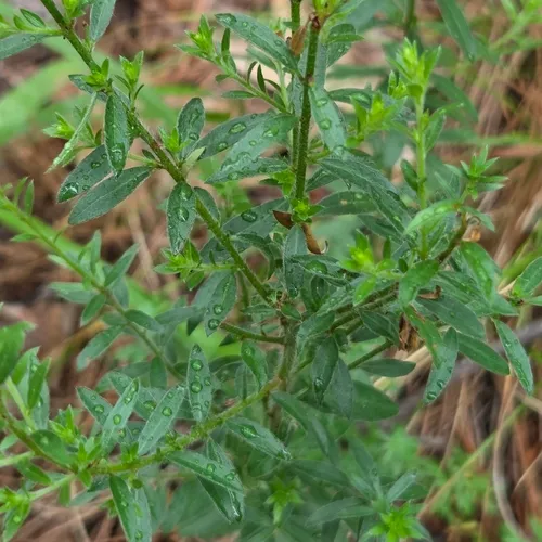 Hairy Pinweed