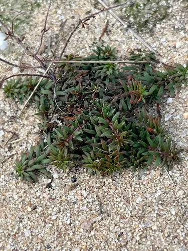 Leggett's Pinweed (var. moniliformis) — photo by shady af comebacks